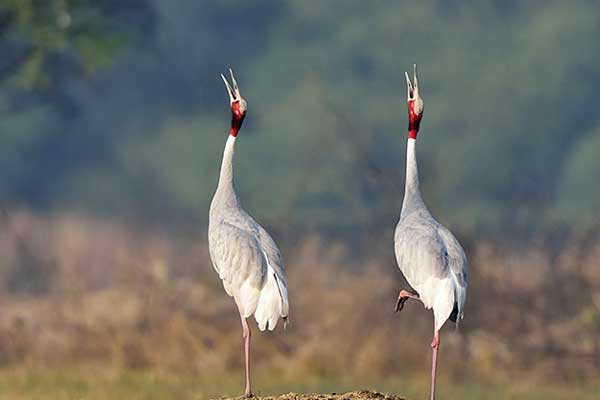 Bird Watching, Bharatpur