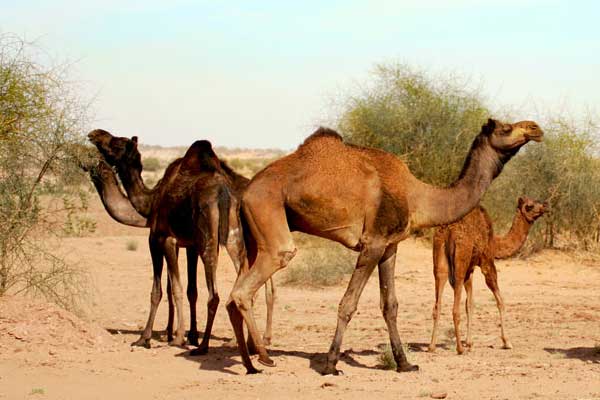 Camel Breeding, Bikaner