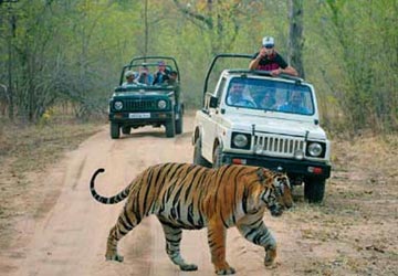 Jeep Safari