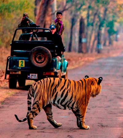 Ranthambore Jungle Safari