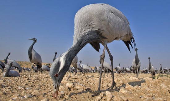 Khichan Bird Sanctuary