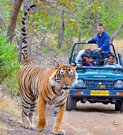 1 Night 2 Days Jaipur Ranthambore Tiger Tour