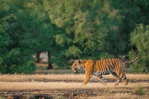 Ranthambore Jungle Safari