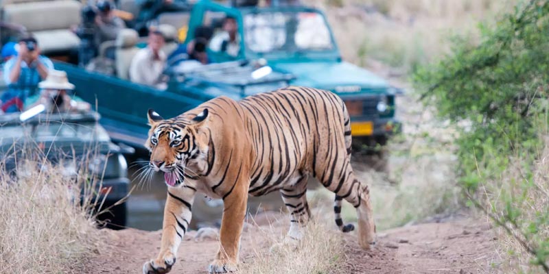 Ranthambore Tiger Safari