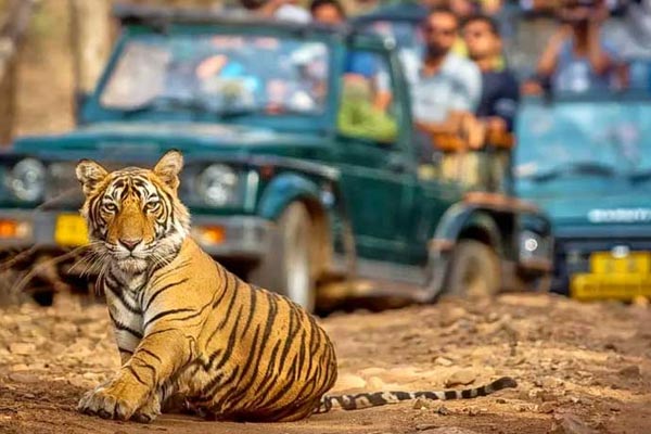 Jaipur Ranthambore Day Trip