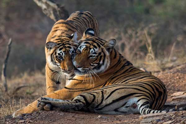 Ranthambore Tourism