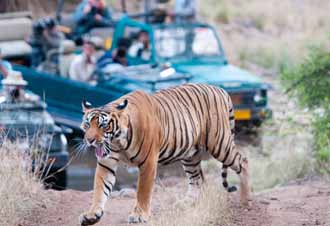 Ranthambore