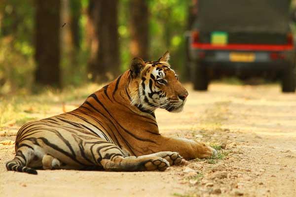 Wildlife Safari, Sariska