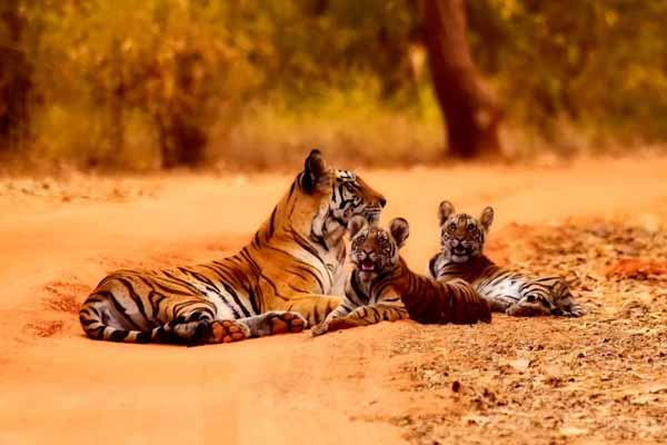 Wildlife Sanctuaries in Rajasthan