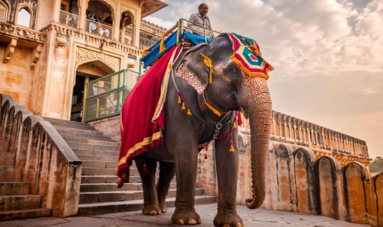 Amber Fort Elephant & Jeep Ride